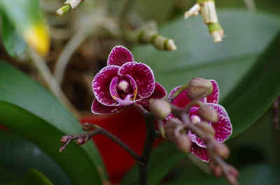 Orchidees2024-10.JPG (125933 octets)