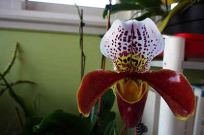 Orchidees2024-19.JPG (133633 octets)