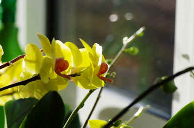 Orchidees2024-2.JPG (128618 octets)