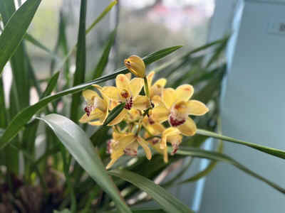 Orchidees2024-20.JPG (41785 octets)