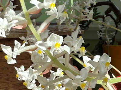 Orchidees2024-22.JPG (62320 octets)