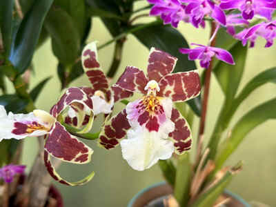 Orchidees2024-24.JPG (53764 octets)