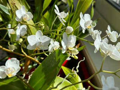 Orchidees2024-25.JPG (60013 octets)