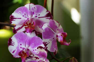 Orchidees2024-3.JPG (134656 octets)