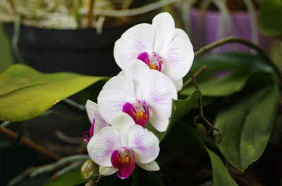 Orchidees2024-4.JPG (126257 octets)
