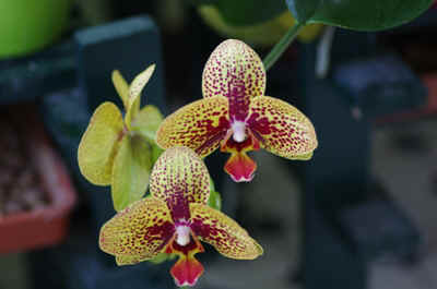 Orchidees2024-5.JPG (131389 octets)