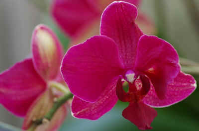 Orchidees2024-6.JPG (125832 octets)