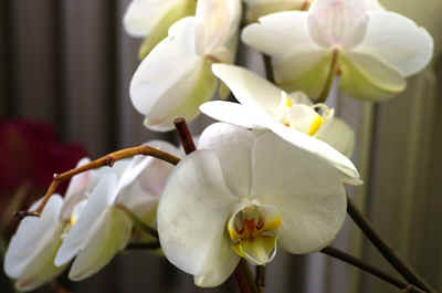 Orchidees2024-7.JPG (126562 octets)
