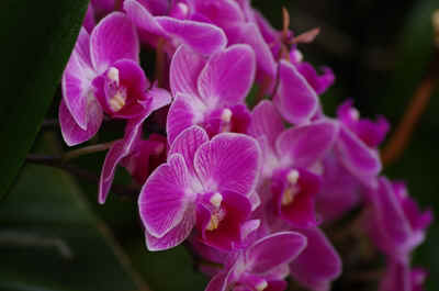 Orchidees2024-8.JPG (131171 octets)
