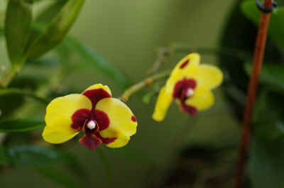 Orchidees2024-9.JPG (112101 octets)