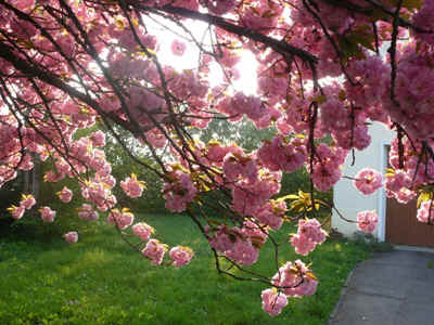 cerisier2011-4.JPG (91759 octets)