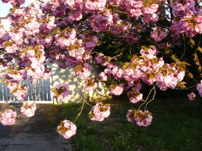 cerisier2012-8.JPG (95092 octets)