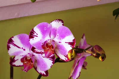 orchidee2022-3.JPG (126211 octets)
