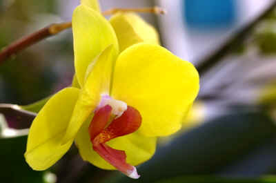 orchidee2022-4.JPG (124675 octets)