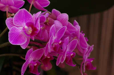 orchidee2022-9.JPG (124387 octets)