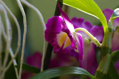 orchidée2023-10.JPG (129114 octets)