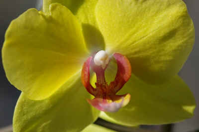 orchidée2023-11.JPG (124468 octets)
