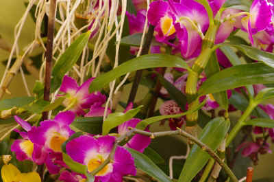 orchidée2023-15.JPG (139126 octets)