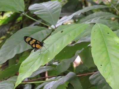 2025-panama-117.JPG (23032 octets)