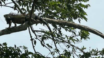 2025-panama-59.jpg (33421 octets)