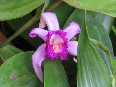 2025-panama-84.JPG (21391 octets)