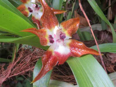 2025-panama-85.JPG (26486 octets)
