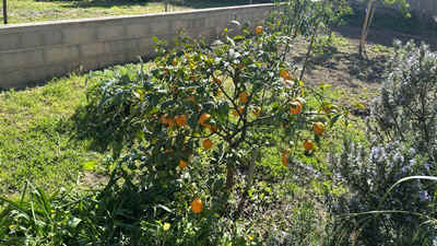 Argeles2026-10.JPEG (73473 octets)