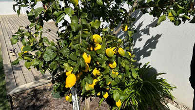 Argeles2026-9.JPEG (71307 octets)