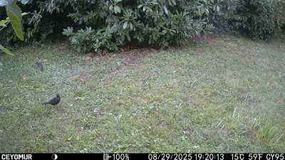 Camera-A-2025-3-PH-Merle.JPG (20628 octets)