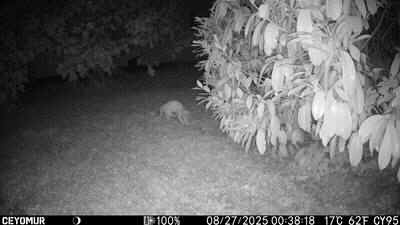 Camera-A-2025-4-PH-Chat.JPG (19392 octets)