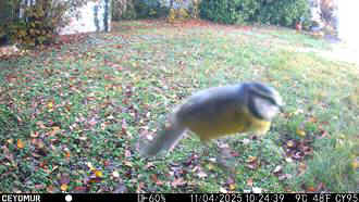 Camera-A-2025-PH-Mesange.JPG (23069 octets)