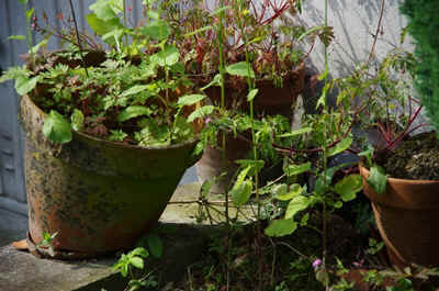 MaisonM-2013-2.JPG (141484 octets)