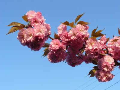 cerisier2012-2.JPG (89699 octets)