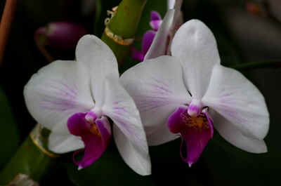 orchidée2021-30.JPG (120360 octets)