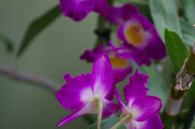 orchidée2021-35.JPG (125624 octets)