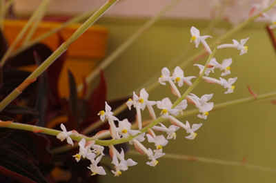 orchidee2022-11.JPG (115477 octets)