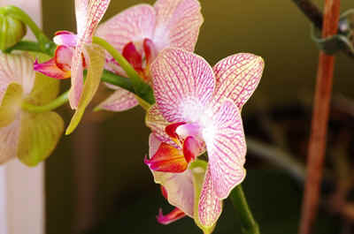 orchidee2022-12.JPG (113920 octets)