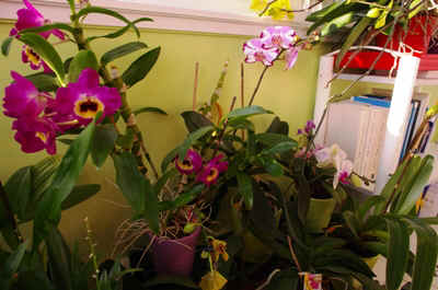 orchidee2022-15.JPG (135823 octets)