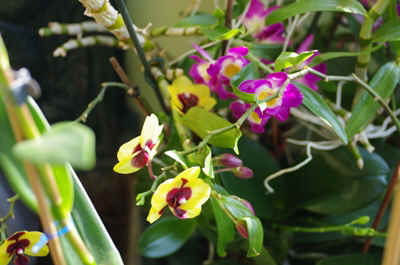 orchidée2023-14.JPG (150769 octets)