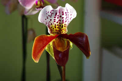orchidée2023-3.JPG (117745 octets)