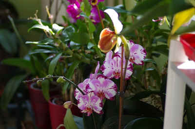 orchidée2023-6.JPG (143217 octets)