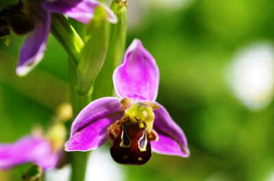 orchidee 2021-5.JPG (125382 octets)