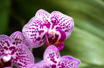 orchidees2025-1.JPG (143324 octets)