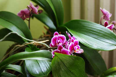 orchidees2025-10.JPG (145794 octets)