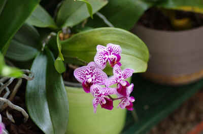 orchidees2025-11.JPG (131116 octets)