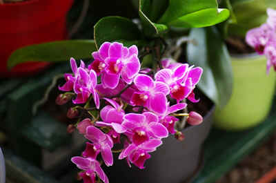 orchidees2025-12.JPG (142670 octets)