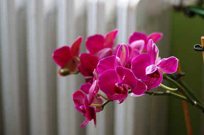 orchidees2025-13.JPG (124116 octets)