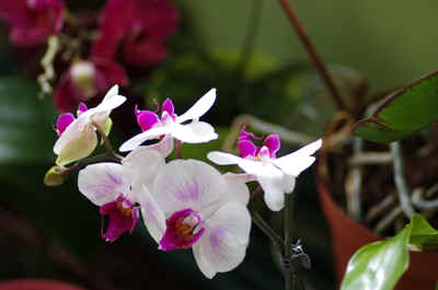 orchidees2025-14.JPG (128575 octets)