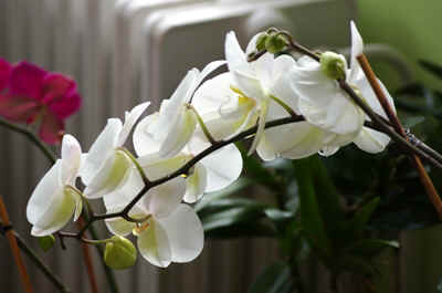 orchidees2025-15.JPG (132036 octets)