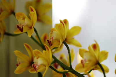 orchidees2025-17.JPG (121334 octets)